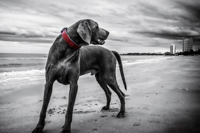 weimaraner 143753